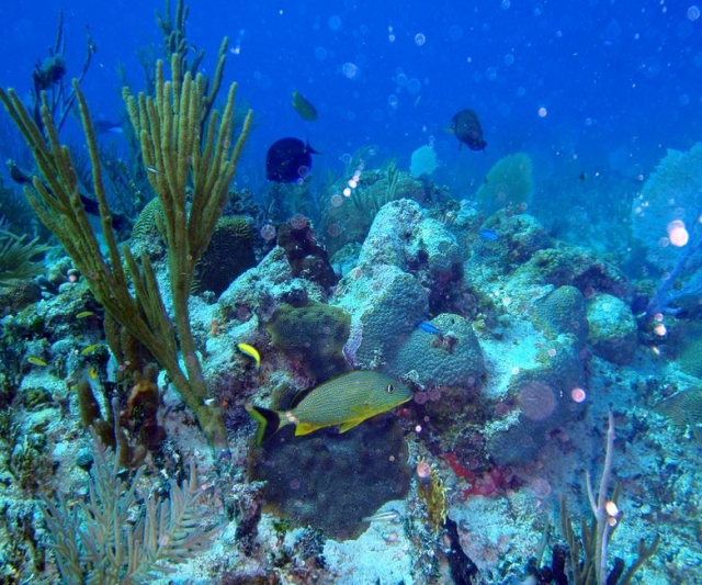 debajo del mar